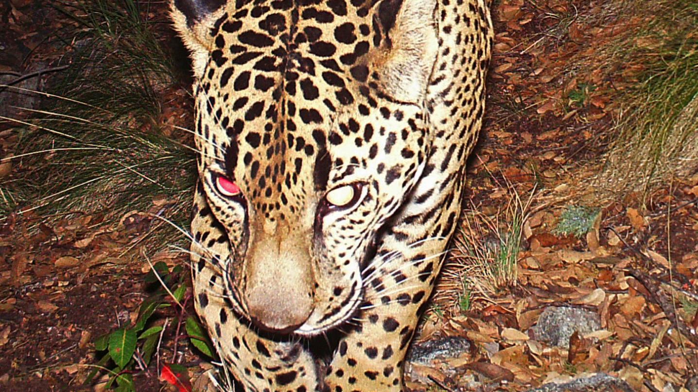 Ruling cuts protected jaguar habitat near Tucson but how much is unclear